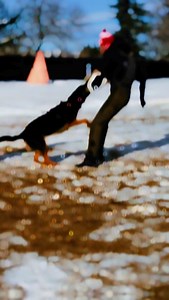 🐾 Spotlight Sunday – Art & Vio 🐾 This week, we’re shining the spotlight on Art and his partner, Vio! 🔥 Vio is a Cobra puppy, and if you’ve seen him in action, you know he’s something special. Full of energy, always happy, and an absolute powerhouse on the field. His grips are monstrous, and he carries the same dominance as his father. Watching him work is super exciting! For Art, Vio is the perfect partner to start his journey in the sport. Their bond is growing stronger every session, and we