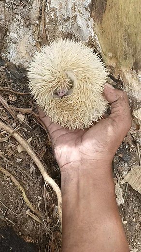 method of catching a porcupine so it becomes round😱 #reels #fyp #trending #amazing #explorevidio | Ali Gypsum
