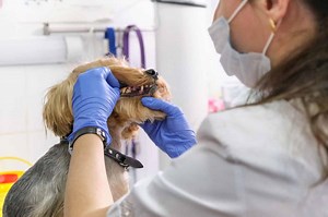 Dog Teeth Cleaning Prices in 2024: Typical Cost and Recommended Frequency
