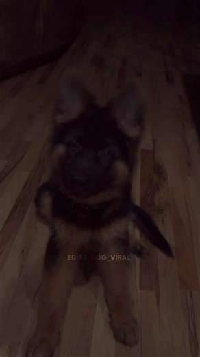 Understanding the German Shepherd Breed Characteristics