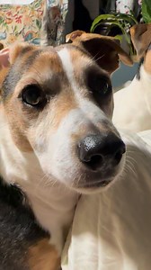 What are you eating there?😂 co tam jesz? #jrt #funnydogs | Gymrussells