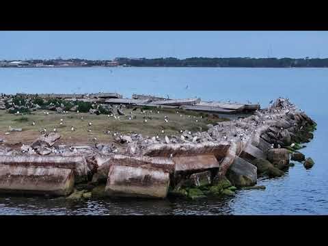 AudubonIslandBirdSurvey04212025CCWMavic3Dawn
