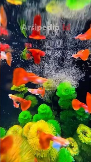 Easy Way to Keep Guppy Fish in an Aquarium #freshwaterornamentalfish