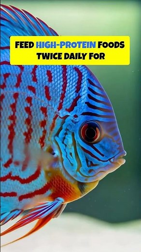Discus Fish Breeding Made Simple For Beginners