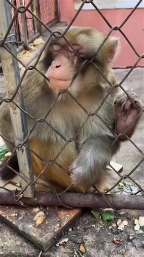 The Playful Nature of Monkeys: Understanding Their Behavior