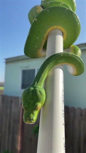 Green Tree Python Vibin 🌲🐍 #chondro #shorts #youtubeshorts #animals #reptiles #nature #python #4k