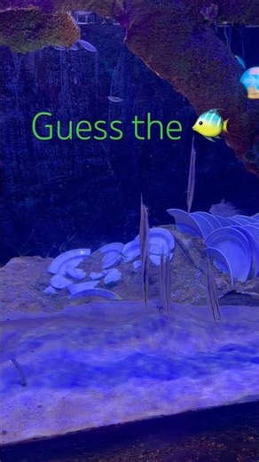 Guess the fish #greenvibesonly #marinelife #marine #marinefish #tank