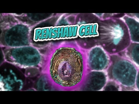 Renshaw cell (Everything Human Cells) 💬👁️🕺🔎✅