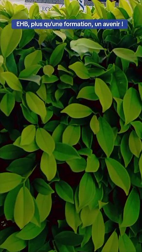 Management en Hôtellerie et Restauration. Nous préparons les futurs cadres opérationnels et cadres dirigeants de l'hôtellerie et de la restauration à l'EHB #CapCut #roomservice #restaurant #receptionist #ecole #civ #civ225🇨🇮 #bassam #abidjan225🇨🇮 #you #chefcuisinier #restauration #hotel #hotellerie #ecolehotellière #ehb