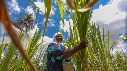 16K views · 685 reactions | Juncao, a versatile grass introduced from China, has transformed the livelihood of Tanzanian dairy farmers, creating new opportunities for the local community. #GLOBALink | China Xinhua News | Facebook