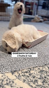 19K views · 206 reactions | Gameshow Saturday! We had almost a perfect score last weekend, so I decided to make it a little trickier this time. Very curious to see how you all do. Extra credit for an explanation! #puppybrain #puppy #puppydevelopment #puppies #gestation #inutero | Nicholberry Goldens | Facebook