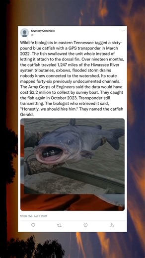 CATFISH SWALLOWS GPS TRACKER, MAPS AN ENTIRE RIVER