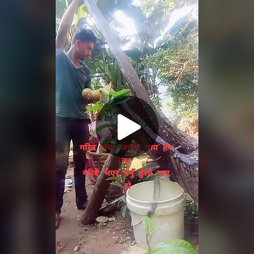 Tree Tapping Process for Sap Collection