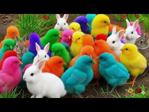 Cute Baby Chicks and Colorful Chickens Having Fun on the Farm | Animal Compilation