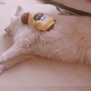 489K views · 1.3K reactions | OMG  this is so heart melting | Incredible Dogs | Facebook