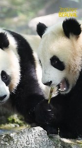 Visitez Beauval : 4ème plus beau zoo du monde, ouvert toute l’année ! 😍 35 000 animaux vous attendent, un monde à découvrir. Nouveauté printemps 2025 : les singes dorés pour la première fois hors d’Asie. Réservez votre visite en ligne et économisez jusqu’à 7€ sur votre billet 👉 | Zoo de Beauval