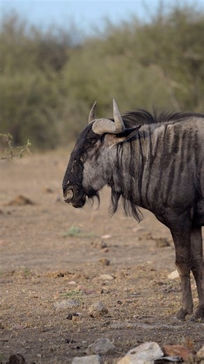 The Blue Wildebeest is one species you can expect to encounter on...