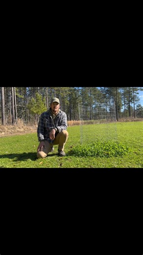 10K views · 55 reactions | Herbicides are not the only method of weed control in food plots. Cultural techniques such as the one discussed in this video should be the foundation for your food plot weed control program. These weeds don’t look like a problem now, but they are consuming valuable resources and will become dense and outcompete planted species later this winter and spring if we allow them to grow unchecked… which we won’t. | MSU Deer Lab | Facebook