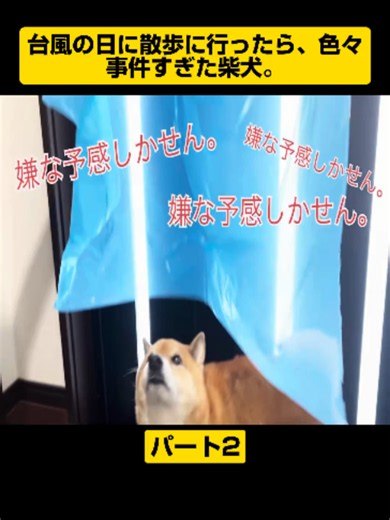柴犬ロックとシベリアンハスキーの仲良し多頭飼い動画