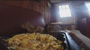 Woman's rat-infested home gets serious help