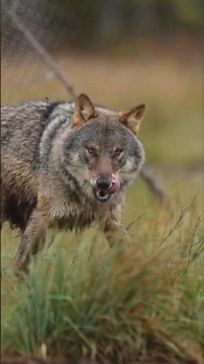 This Dog Fights Wolves for a Living