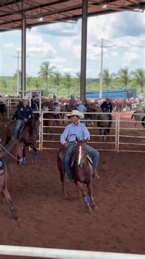 Chick San Marie: Mastering Ranch Sorting Techniques
