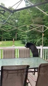 13K views · 213 reactions | This bear wasn't worried about Isaias, it just wanted to get some dinner! Thanks to Jennifer from Haddam for sending in this video! | WFSB - Channel 3 Eyewitness News | Facebook