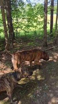 Walking the Presa Pack #thepresapack