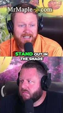 'Red Filigree Lace' Best Red Laceleaf Japanese Maple for Shade Gardens!