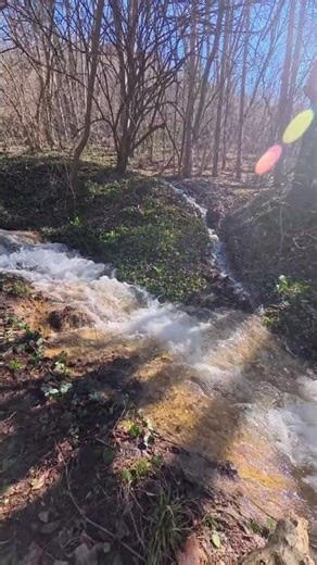 Relaxing Forest Spring Water Sounds 💧 Nature Ambience | Full 1 Hour Video Coming Soon #naturesounds
