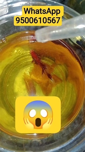 how to take care of a betta fish |Coimbatore selvapuram #fishloverworld
