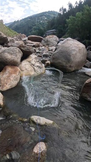 Crystal-clear pond loaded with snow trout! 🎣 #netfishing #fishing #castnetfishing #shortvideo