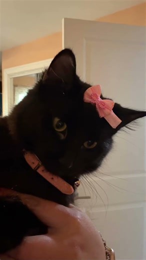 Where￼ will you go? #catfunny #cat