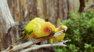 These colorful parrots are loud, social, and incredible climbers