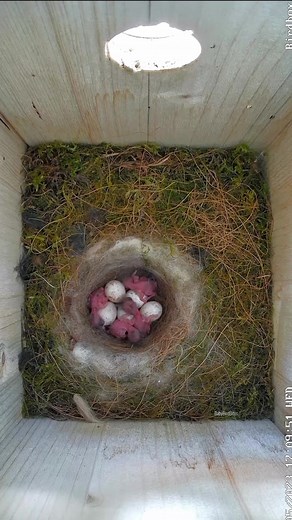 Bird Bites Daily on TikTok