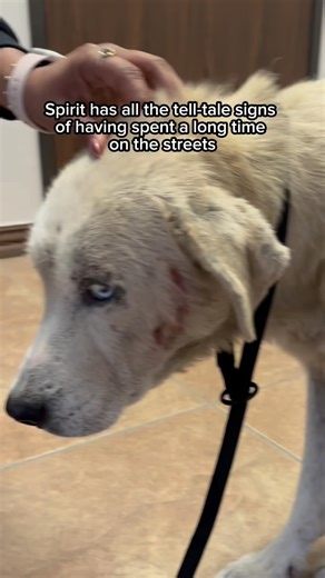 They don’t want much, just a comfy bed to lie on and some kibble in their bowl Of all the dogs I’ve fostered, I don’t think I’ve met one who is so clearly happy to be off the streets as Spirit She’s already turning into the biggest love bug, and in just a short time she’s already brought so much warmth and happiness into our home She really is something special | Love And Rescue