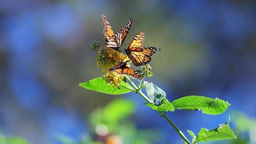 Nature: Monarch butterflies in California