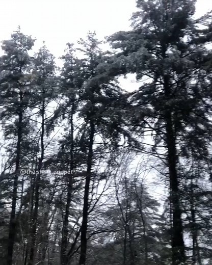 3.8K views · 74 reactions | I CAN FLY!!!!! - - - Backup @thesharkpuppet - - - - - - - #meme #memes #dankmeme #dankmemes #edgy #edgymemes #doggo #offensivememes #communism #marvel #lilpump #despacito #roblox #minecraft #earrape #hood #hoodclips #cringe #fortnite #shark #sharkpuppet #comedy #xbox #epic #victoryroyale #puppet #juicewrld #6ix9ine #rap | The Shark Puppet | Facebook