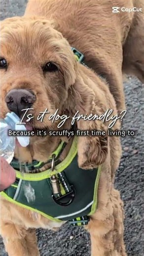 it's scruffys first time living to 🥰🐾🥰🐾