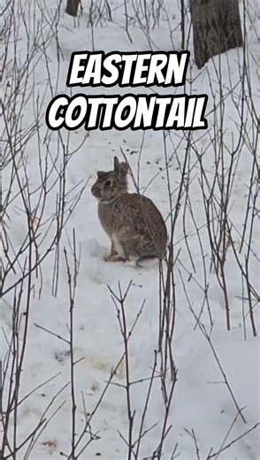 Wild Eastern Cottontail Rabbit
