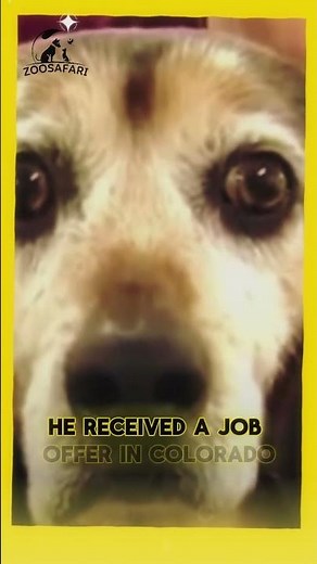 Lost Dog Reunites with Familiar Voice After 2 YEARS!