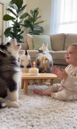 Happy Birthday Husky Style! 🥳🎂🐺👶 The Loudest Serenade Ever! #HuskyHowl #PuppyParty #BabyAndDog #BirthdaySong | Woofolio