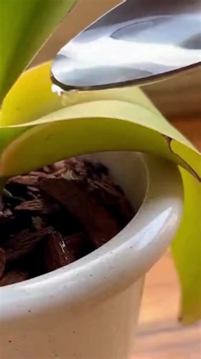 How to Revive a Dying Orchid Using Only One Ingredient | Build & Bloom Ideas