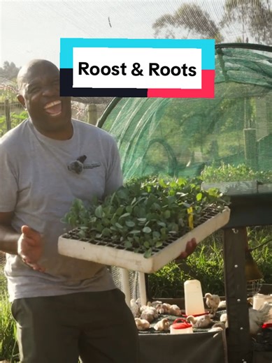 Imagine owning a system that feeds families AND generates income. This is Roost & Roots.🌱🐥 Not just a farming unit… but a complete, working model built for real production, real people, and real impact. It combines seedlings, crops, and chicken production into one system that actually makes sense. Whether you’re looking to start something of your own, or support communities in a meaningful way… this is where it begins. You can own one. Or help place them where they’re needed most. We’re ready.