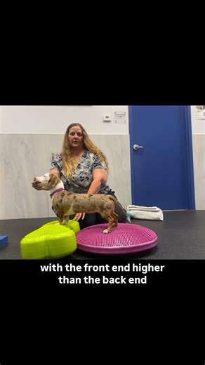 Standing Exercises on Uneven Surfaces for Dogs: Strengthening Core & Hind Limbs at Home