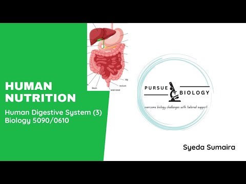 Human Nutrition: Human Digestive System (3)