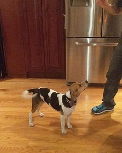 Working on some commands with June Bug and she's coming along great! #theadventuresofajunebug #beaglelife #beagle #beagledog #hound #puppy #beaglesofinstagram | John Taglieri | Facebook