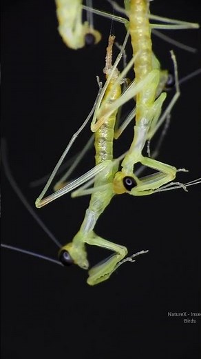 The Amazing Moment Dozens of Baby Mantises Hatch