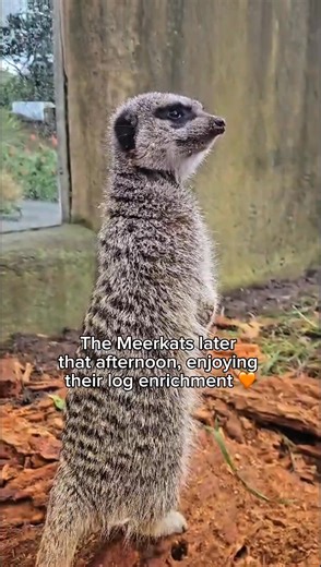 4.3K views · 81 reactions | You knew that cats need to get their...