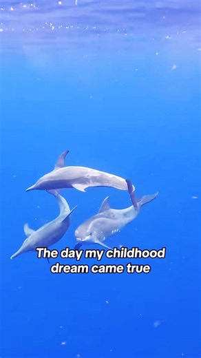 Wild Dolphins Chose to Swim With Me | My Childhood Dream Came True